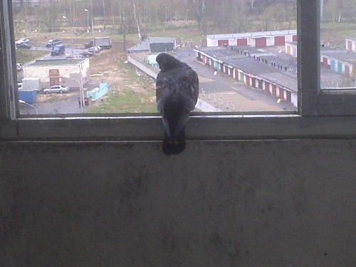 голубь