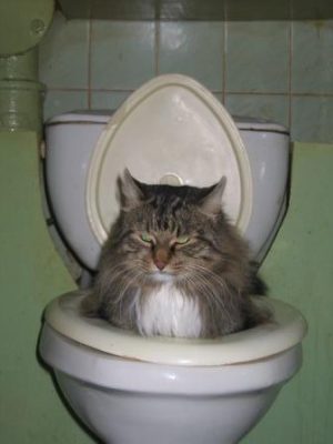 кот в сортире
