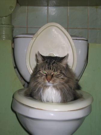 кот в сортире