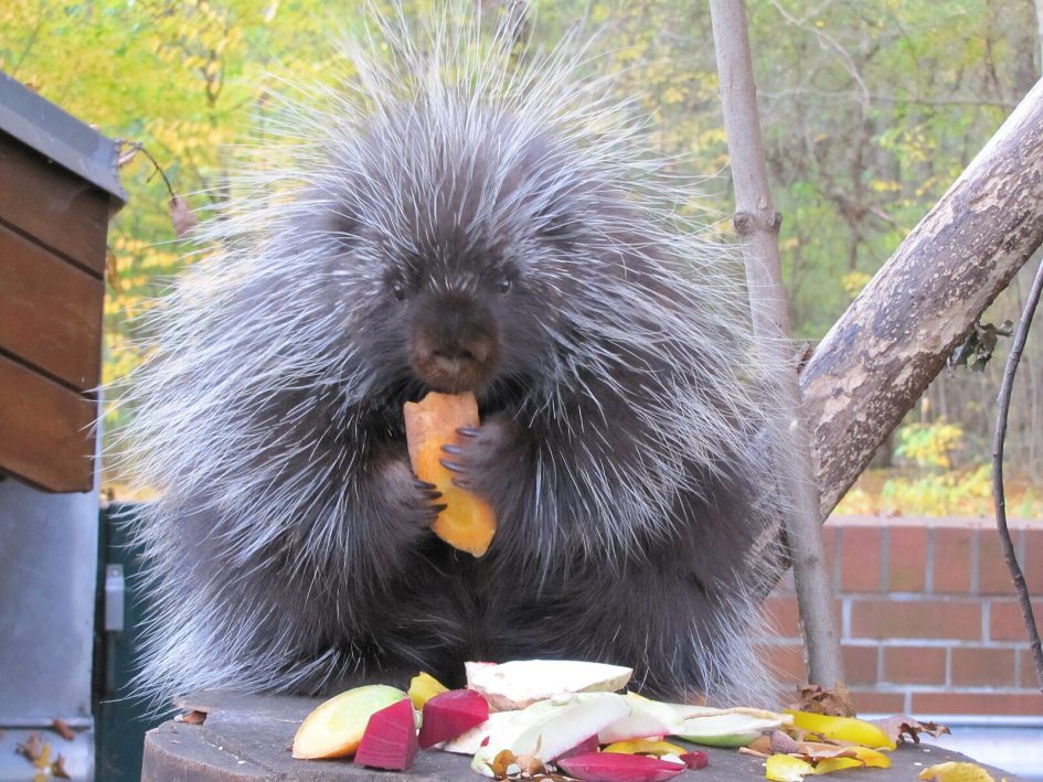 porcupine - североамериканский дикобраз