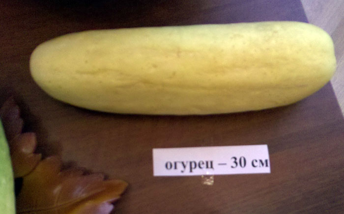 огурец 30 сантиметров фото с выставки дары природы
